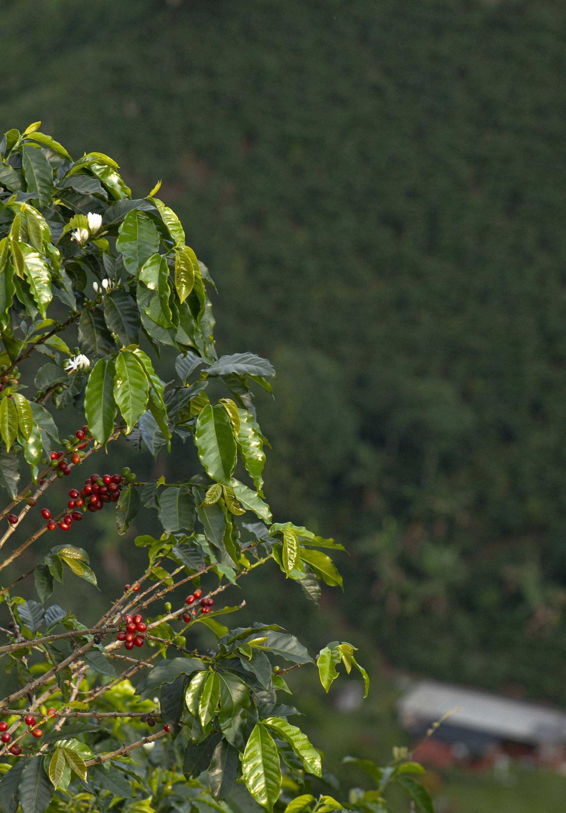 Archivo de Café Herbolario