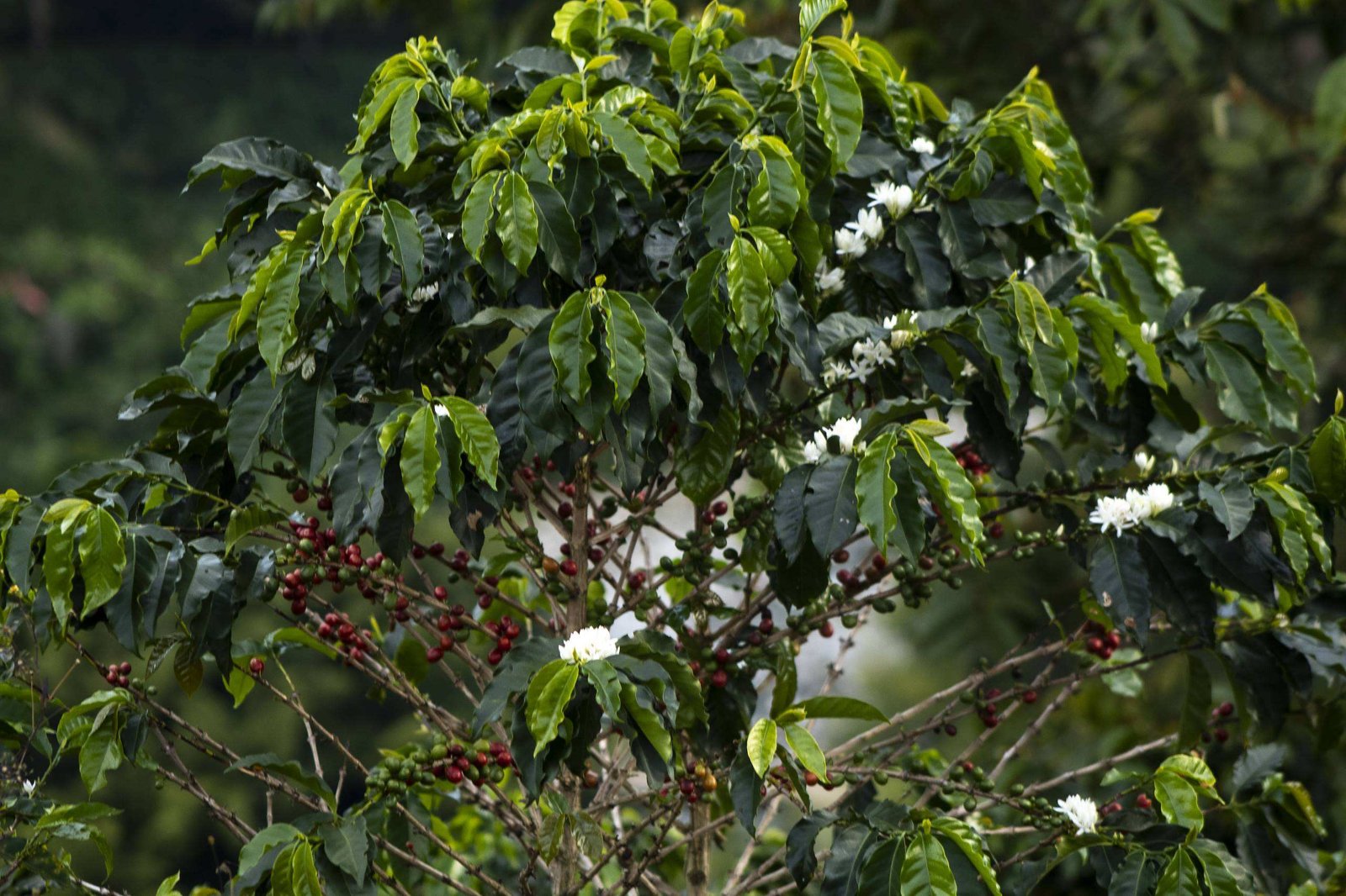 Cafetal del archivo de Herbolario