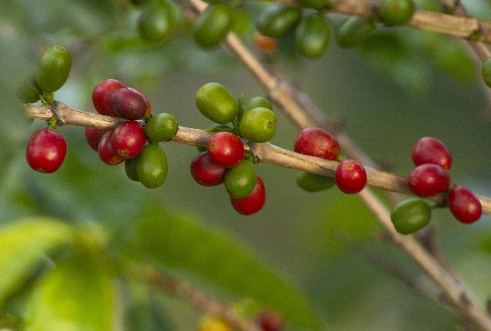 Archivo de Café Herbolario