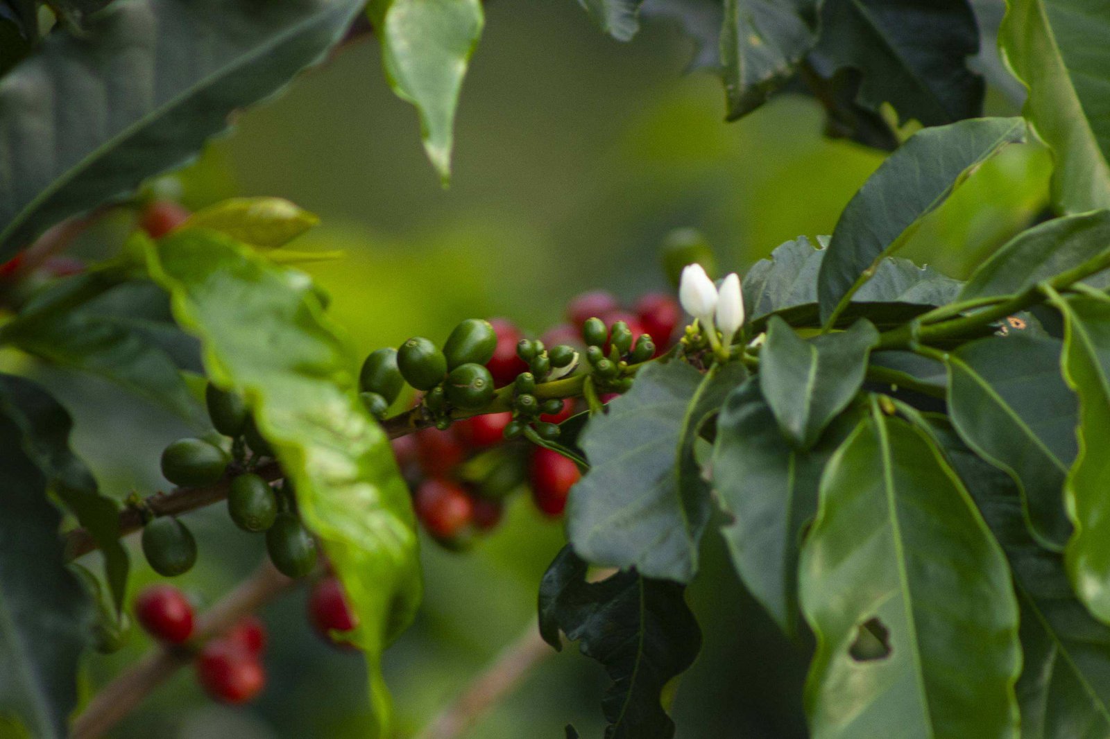 Foto del archivo de Café Herbolario; finca de este microlote por confirmar